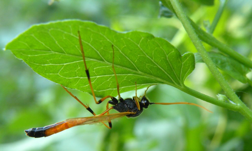 Ichneumonidae, Anomaloninae